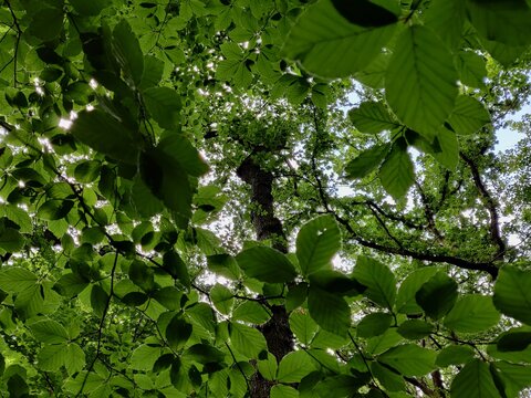 Dense Tree Canopy background - South Yorkshire, England, UK