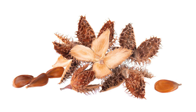 Beechnuts seeds isolated on white background. European beech nuts or Fagus sylvatica. Clipping path.