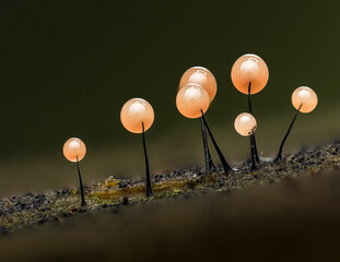 Schleimpilz, Myxomycete © Lothar Lenz