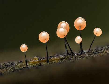 Schleimpilz, Myxomycete