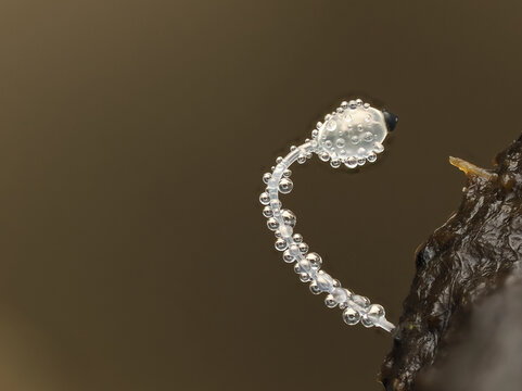 Pillenwerfer, Pilobolus kleinii