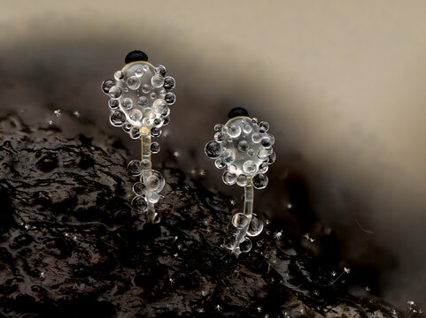 Pillenwerfer, Pilobolus kleinii