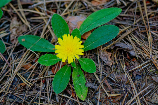 Kleines Habichtskraut (Hieracium pilosella)