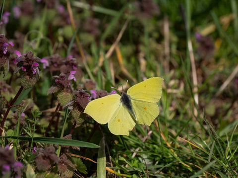 Zitronenfalter, Gonepteryx rhamni