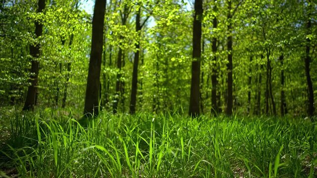 Close-up view of fresh green grass swaying in a sun-drenched forest, capturing the essence of spring.