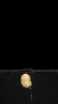 To explore the root growth bean was placed in a rhizobox filled with the dirt, vertical orientation. Bean was grown in a rhizobox for 17 days.