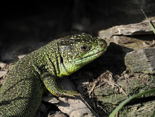 Fototapeta premium Westliche Smaragdeidechse, Lacerta bilineata