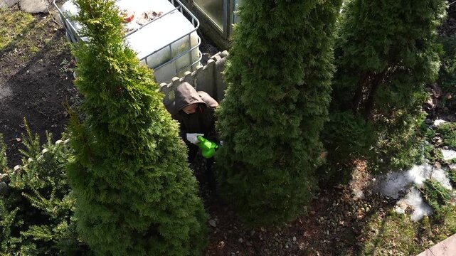Spring gardening. Blowing out old needles from a thuja tree, gardening, a gardener blowing away yellow thuja leaves with a blower.
