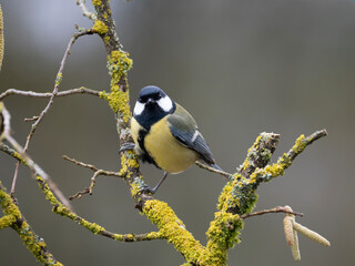 Obraz premium Kohlmeise (Parus major) 