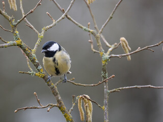Obraz premium Kohlmeise (Parus major) 