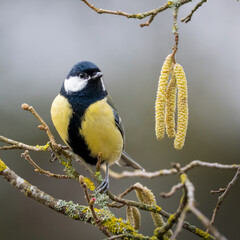 Obraz premium Kohlmeise (Parus major) 