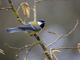 Obraz premium Kohlmeise (Parus major) 