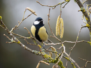 Fototapeta premium Kohlmeise (Parus major) 