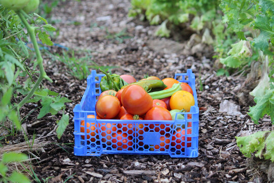 Cagette de l&eacute;gumes apr&egrave;s une belle r&eacute;colte au potager, maraicher, manger sain, manger bio, production locale