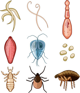 Collecting different types of human and animal parasites, including microscopic organisms, internal worms, insects, and arachnids, illustrating biology and health concerns