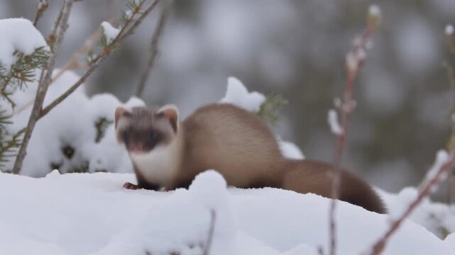 Adorable Stoat Posing in Winter Snow