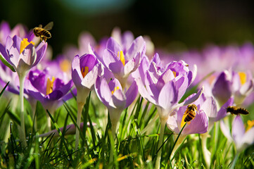 carpet of crocus blossoms