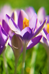 crocus blossoms