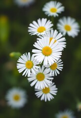 Fototapeta premium A close-up view of white daisies with yellow centers are blooming in the garden outdoors.
