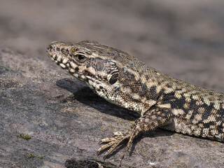 Naklejka premium Mauereidechse Moseltal, Podarcis muralis