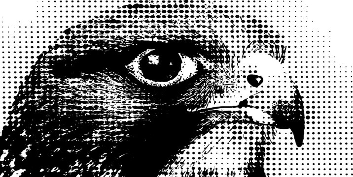 Fierce eagle head in black and white halftone style for vintage design