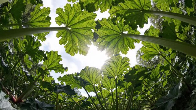 Looking up through giant rhubarb stalks and leaves