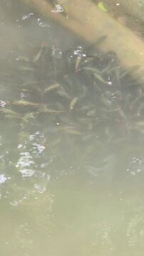 Giant Snakehead, Public Park, Fish fry, Snakehead fish in park, City nature, Thailand Wildlife, Channa micropeltes, Mother fish, Freshwater life