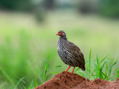 Red-necked Spurfowl perched on a mound, surrounded by green vegetation