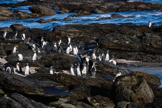 Magellanic Penguin Colony Resting on Rocky Shore in Patagonia