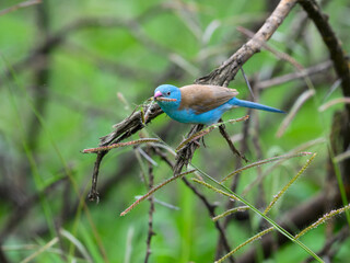 Blue-capped Cordon-bleu perches delicately on a branch amid fresh green grasses