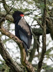 Obraz premium Bateleur Eagle Perched on Tree Branch in African Savanna