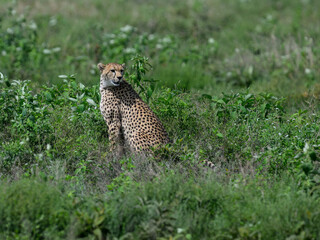 Seated cheetah looking over its shoulder in the savanna © FotoRequest