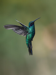 Obraz premium Sparkling Violetear Hummingbird Hovering in Flight Over Green Background