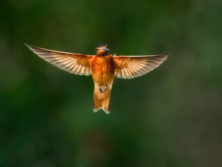 Fototapeta premium Shining Sunbeam Hummingbird Hovering Against Blurred Green Background
