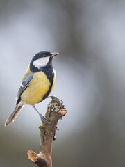 Fototapeta premium Kohlmeise (Parus major) 
