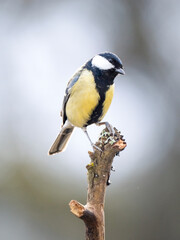 Obraz premium Kohlmeise (Parus major) 