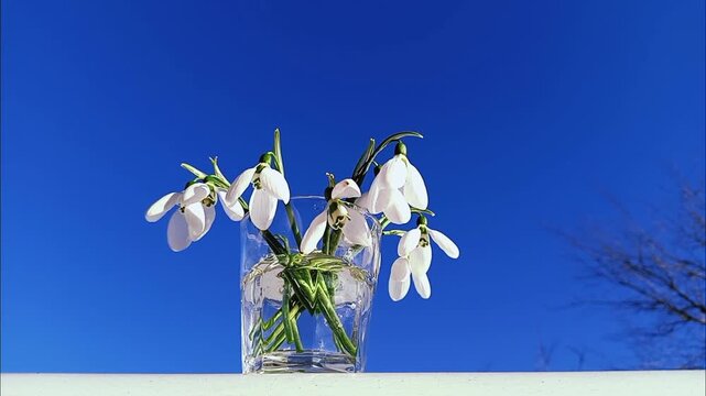 snowdrops in a vase