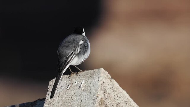 Bachstelze&nbsp;(Motacilla alba)