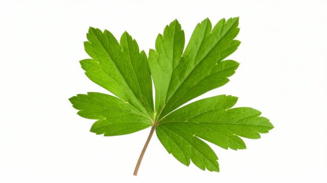 Vibrant green flat leaf parsley sprig with visible veins and organic texture isolated on a plain white surface