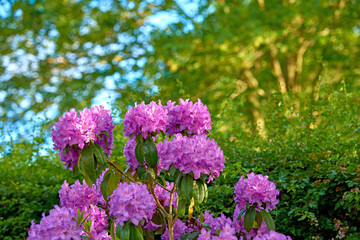Obraz premium Pink, nature and flowers in garden with trees for spring aesthetic, environment and growth in ecosystem. Natural, background and Rhododendron plant with blossom or bloom for sustainability outdoor