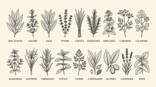 A collection of various herbs and plants, including bay leaves, rosemary, thyme, and basil, illustrated in black and white on a beige background with labels.