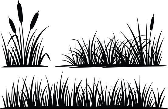 Wild grass silhouette collection, marsh reed plants, swamp cattails, nature field border, wetland meadow landscape vector design