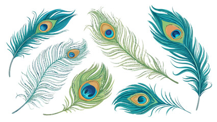 Obraz premium Vibrant peacock feather vector assortment with blue green and gold colors on white background for design