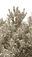 Ośnieżone igły sosny w parku. Zima w przyrodzie. Śnieg na drzewach. © tomo81