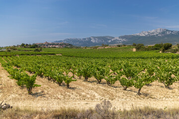 Laguardia old town over green Rioja Alavesa vineyards
