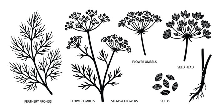 Set of dill plant elements, including feathery fronds, flower umbels, stems, seeds, and seed heads