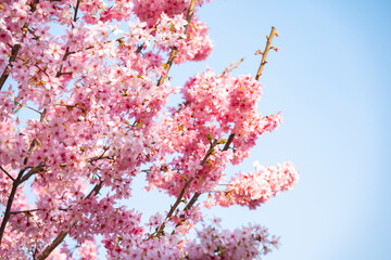 Vibrant pink cherry blossoms bloom against a clear blue sky on a bright day