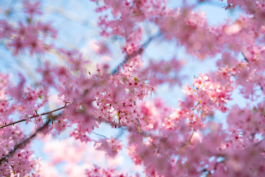 Branches of pink cherry blossoms against a bright blue sky