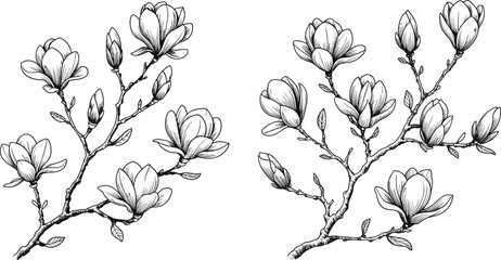 Vintage magnolia branch sketch collection, hand drawn botanical flower elements, spring blossom branches, decorative woodcut style vector design © Al