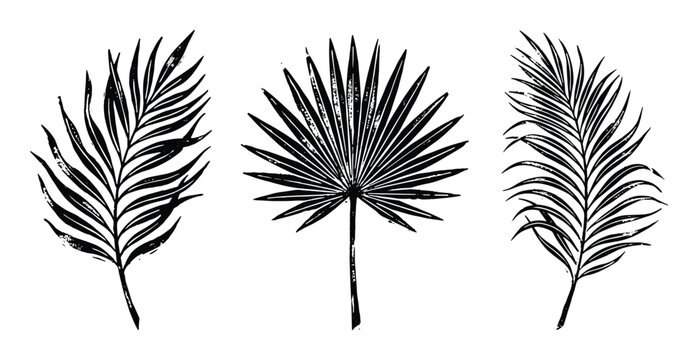 Set of tropical palm leaves, hand drawn silhouette style, isolated design elements
